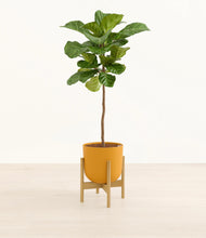 Load image into Gallery viewer, Sunset Orange stand:bamboo

