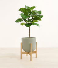 Load image into Gallery viewer, Sage Green stand:bamboo
