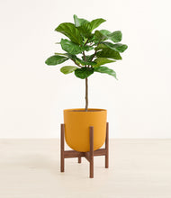 Load image into Gallery viewer, Sunset Orange stand:walnut
