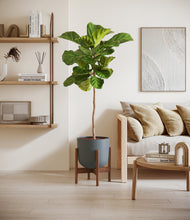 Load image into Gallery viewer, Iron Gray stand:walnut
