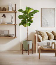 Load image into Gallery viewer, Sage Green stand:walnut
