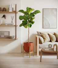 Load image into Gallery viewer, Earth Red stand:bamboo
