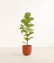 Load image into Gallery viewer, Earth Red*****Profile
