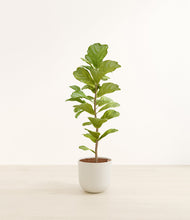 Load image into Gallery viewer, Natural Bamboo*****Profile
