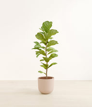 Load image into Gallery viewer, Sandy Pink*****Profile
