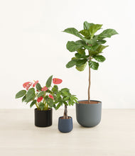 Load image into Gallery viewer, Charcoal
