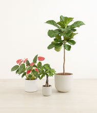 Load image into Gallery viewer, Cotton
