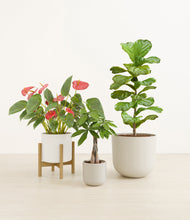 Load image into Gallery viewer, Cotton stand:one_stand
