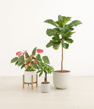 Load image into Gallery viewer, Cotton stand:one_stand
