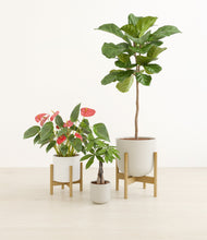 Load image into Gallery viewer, Cotton stand:two_stands
