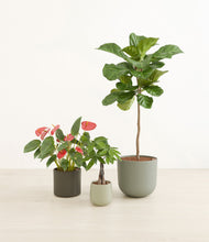 Load image into Gallery viewer, Countryside
