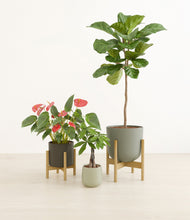 Load image into Gallery viewer, Countryside stand:two_stands
