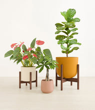 Load image into Gallery viewer, Evening Sky stand:two_stands
