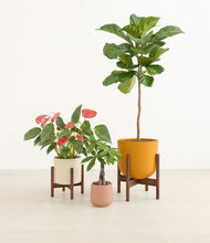 Load image into Gallery viewer, Evening Sky stand:two_stands
