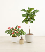 Load image into Gallery viewer, Misty Morning
