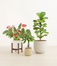 Load image into Gallery viewer, Misty Morning stand:one_stand
