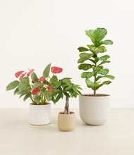 Load image into Gallery viewer, Misty Morning
