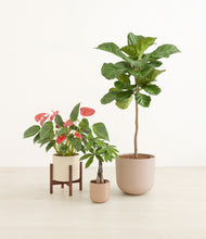 Load image into Gallery viewer, Peach Blossom stand:one_stand
