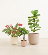 Load image into Gallery viewer, Peach Blossom
