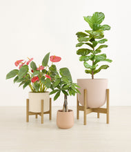 Load image into Gallery viewer, Sandy stand:two_stands
