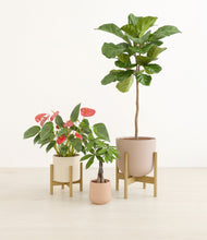 Load image into Gallery viewer, Peach Blossom stand:two_stands
