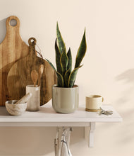 Load image into Gallery viewer, Sage Green
