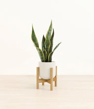 Load image into Gallery viewer, Cotton White stand:bamboo
