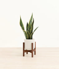 Load image into Gallery viewer, Cotton White stand:walnut
