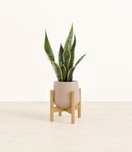 Load image into Gallery viewer, Eternal Gray stand:bamboo
