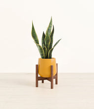Load image into Gallery viewer, Mustard stand:walnut
