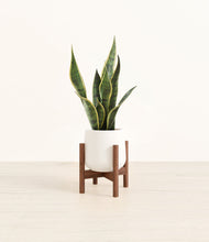 Load image into Gallery viewer, White stand:walnut
