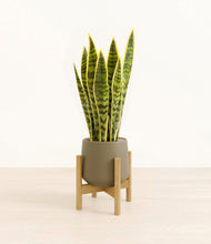 Load image into Gallery viewer, Olive stand:bamboo
