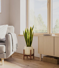 Load image into Gallery viewer, Almond Green stand:walnut
