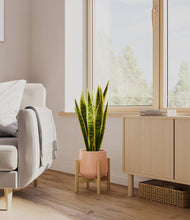 Load image into Gallery viewer, Calm Rose stand:bamboo
