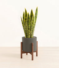 Load image into Gallery viewer, Dark Olive stand:walnut
