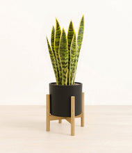 Load image into Gallery viewer, Black stand:bamboo
