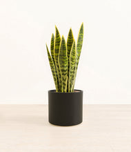 Load image into Gallery viewer, Black*****Profile
