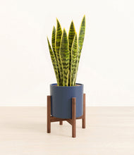 Load image into Gallery viewer, Deep Navy stand:walnut
