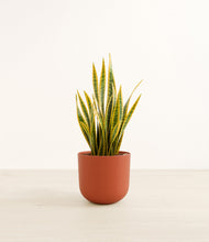 Load image into Gallery viewer, Earth Red*****Profile
