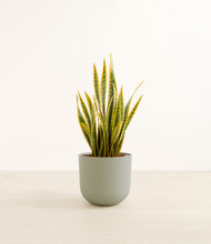 Load image into Gallery viewer, Sage Green*****Profile
