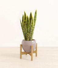 Load image into Gallery viewer, Winter Clouds stand:bamboo
