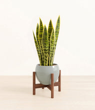 Load image into Gallery viewer, Deep Ocean stand:walnut
