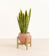 Load image into Gallery viewer, Calm Rose stand:bamboo
