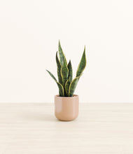 Load image into Gallery viewer, Glossy Pink*****Profile
