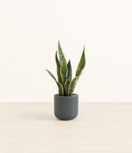 Load image into Gallery viewer, Iron Gray*****Profile
