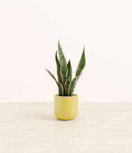 Load image into Gallery viewer, Key Lime Yellow*****Profile
