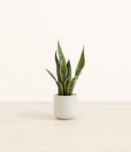 Load image into Gallery viewer, Cotton White*****Profile
