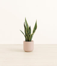 Load image into Gallery viewer, Sandy Pink*****Profile
