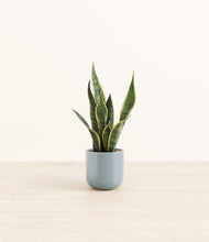 Load image into Gallery viewer, Misty Blue*****Profile
