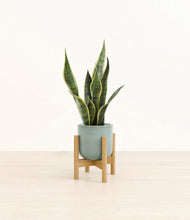 Load image into Gallery viewer, Reactive Aqua stand:bamboo
